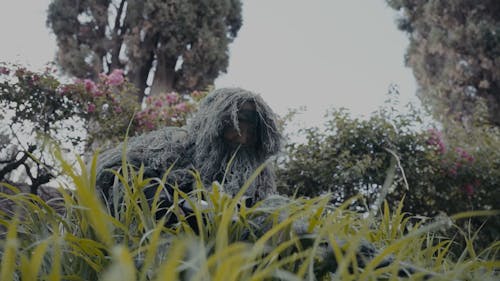 Soldier in Ghillie Suit Hiding in Grass