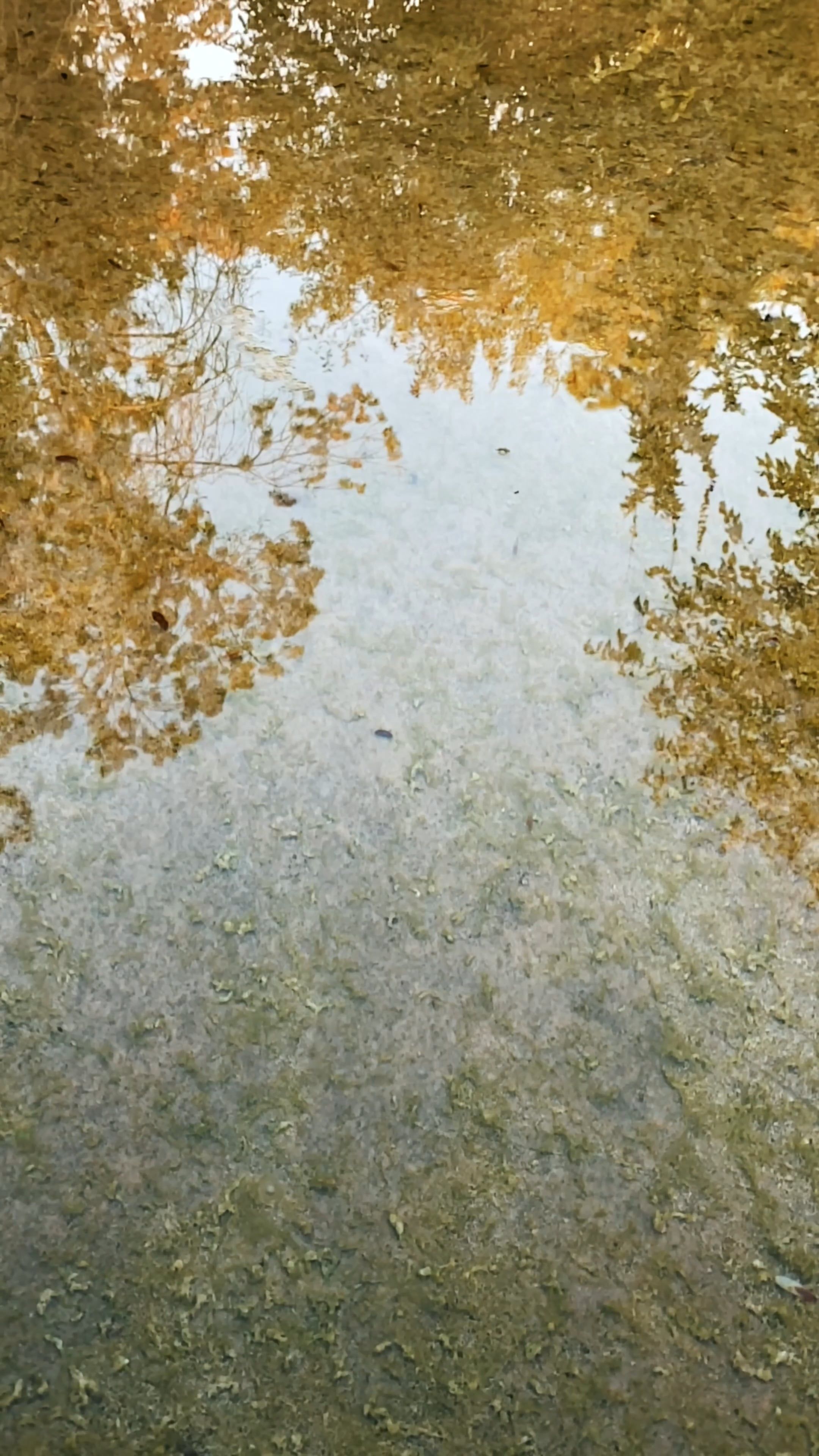 stone falling into lake 13723991