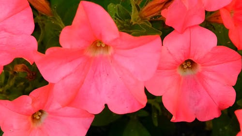 Beautiful Pink Bell Flowers 