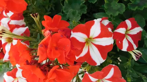 Video of White and Red Petunia Flowers