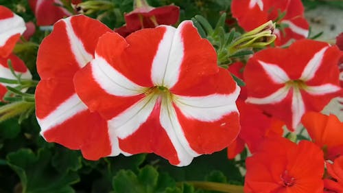 Striped Flowers In Full Bloom