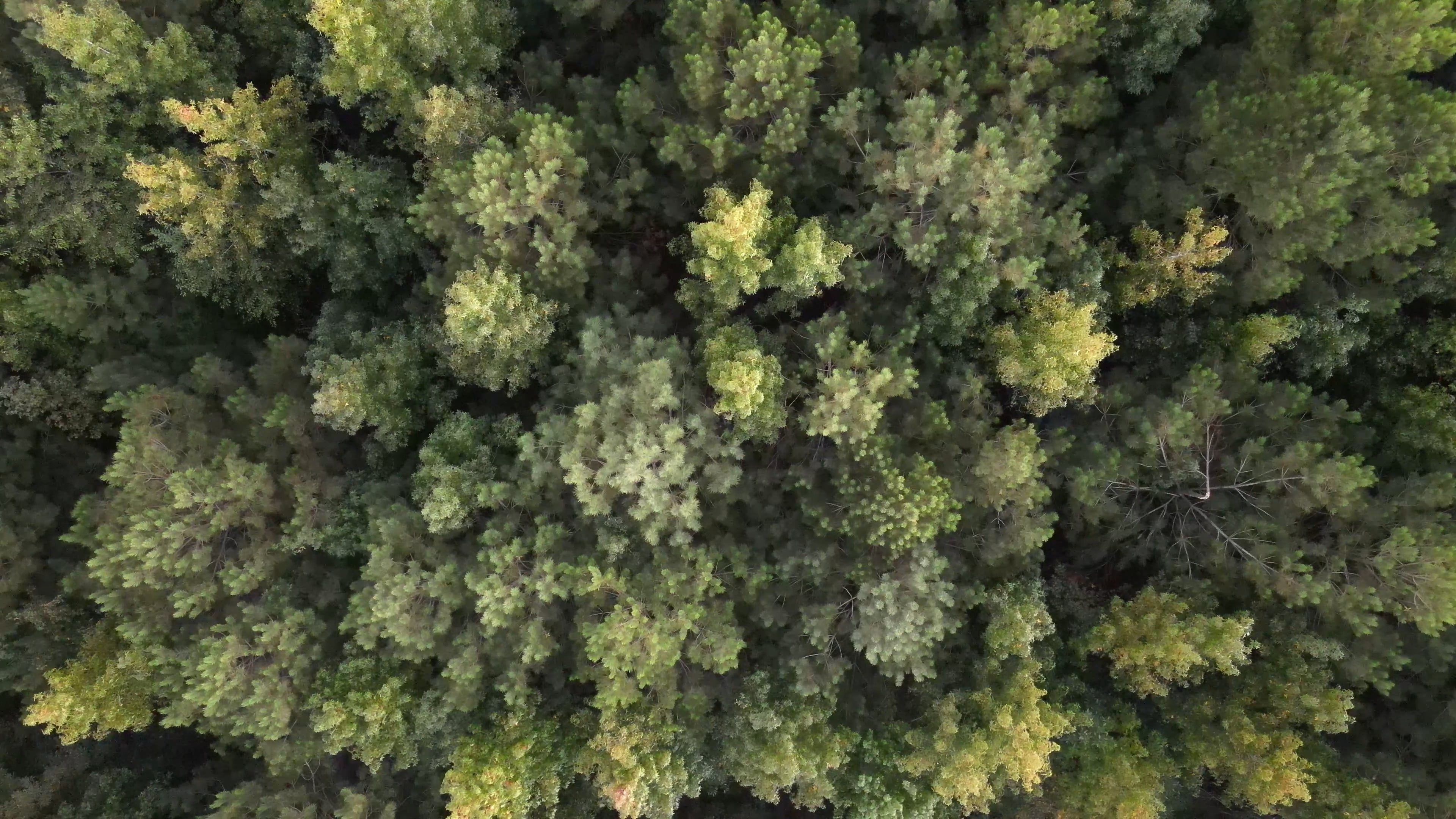trees in deep forest 13749770 — free pexels stock footage