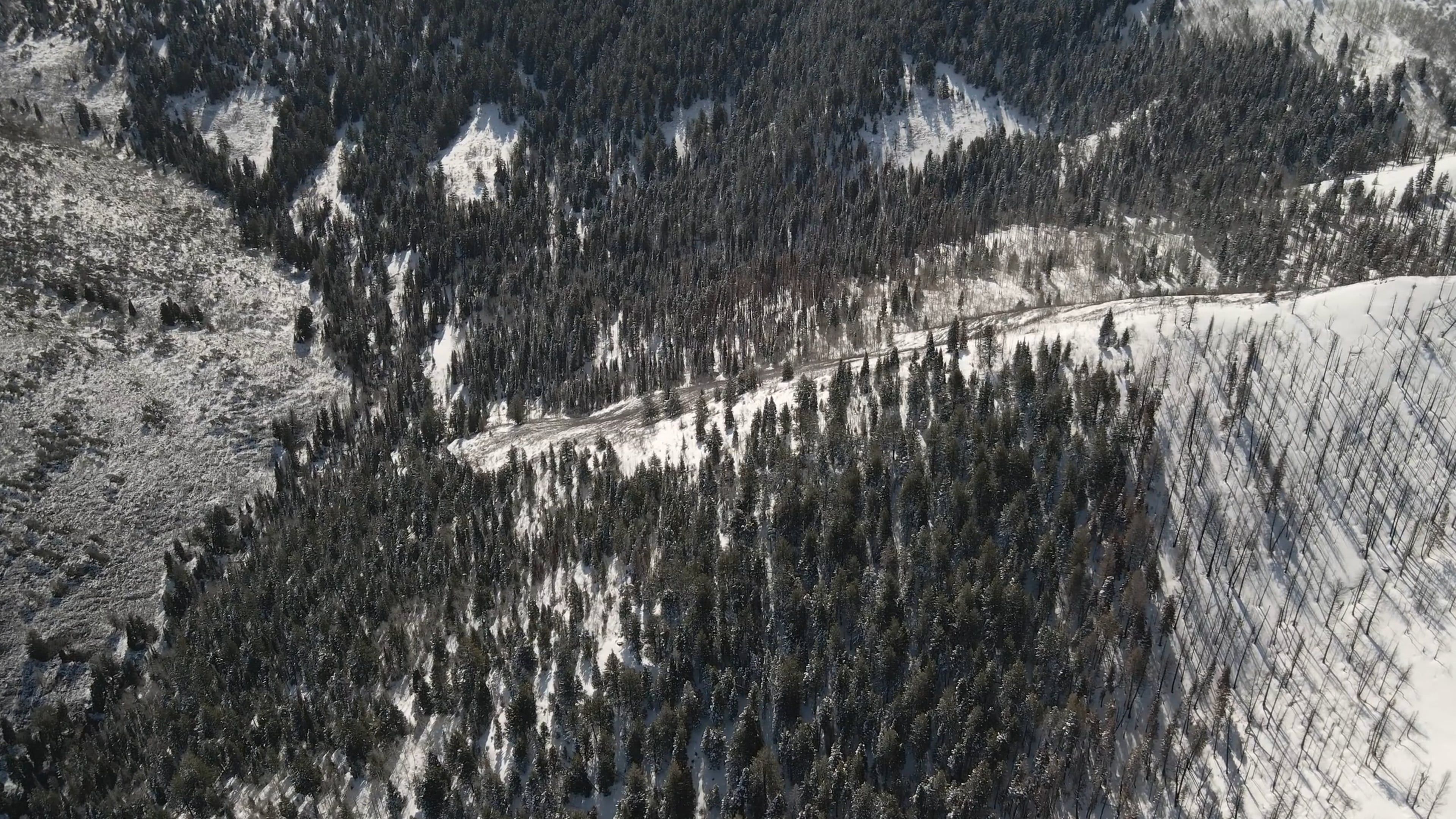 Aerial View of a Forest on a Snowy Mountain Free Stock Video Footage ...