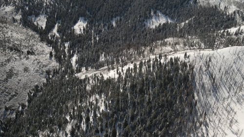 Aerial View of a Forest on a Snowy Mountain 