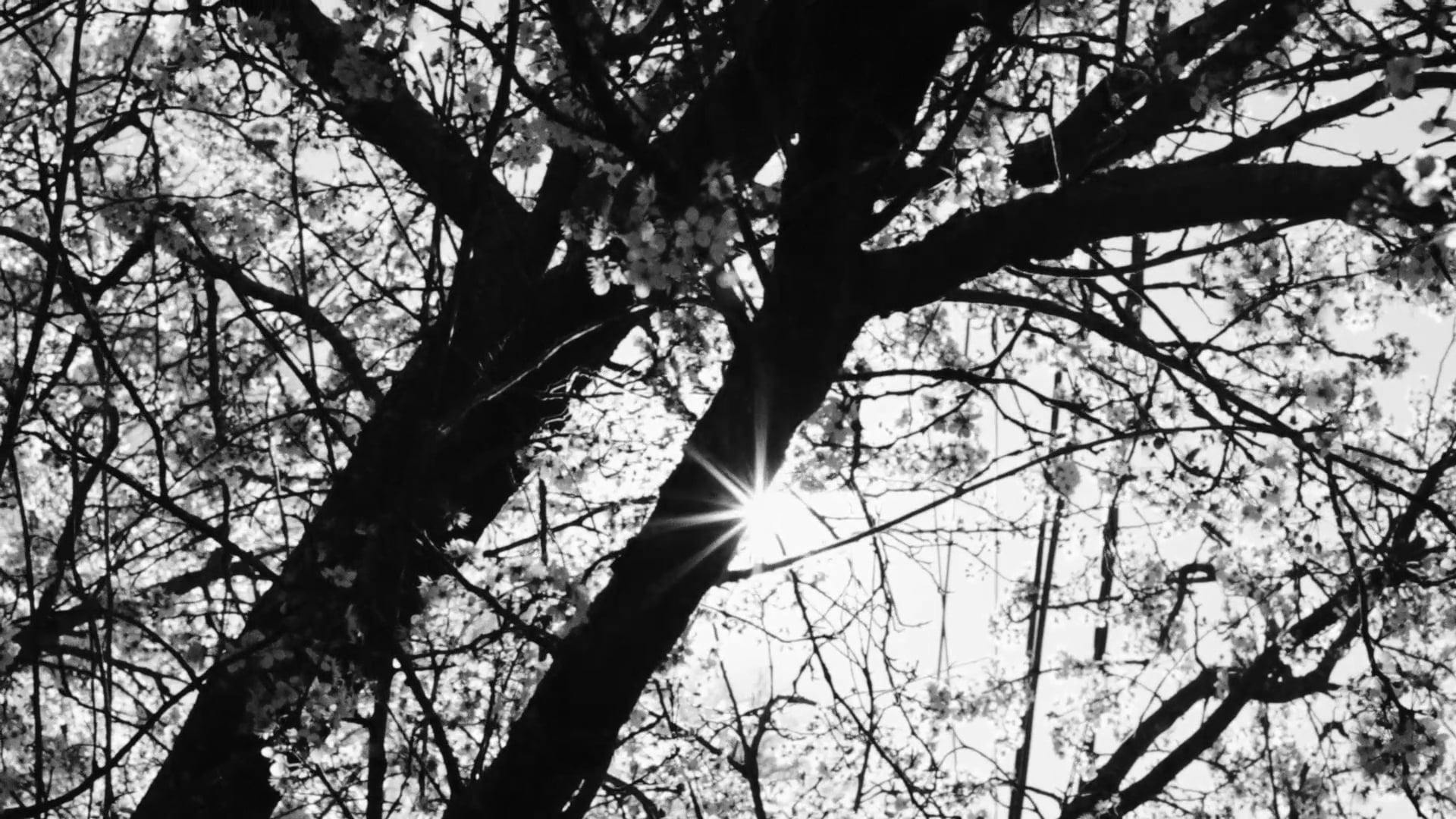 Sunlight Shining Through Branches of Tree Free Stock Video Footage, RoyaltyFree 4K & HD Video Clip
