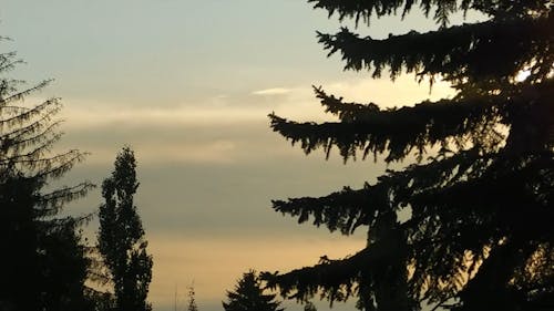 Silhouette Of Trees At Sunrise