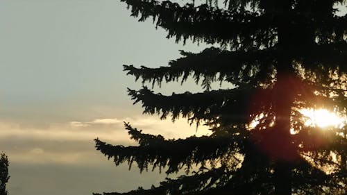 View Of The Sun Through A Tree