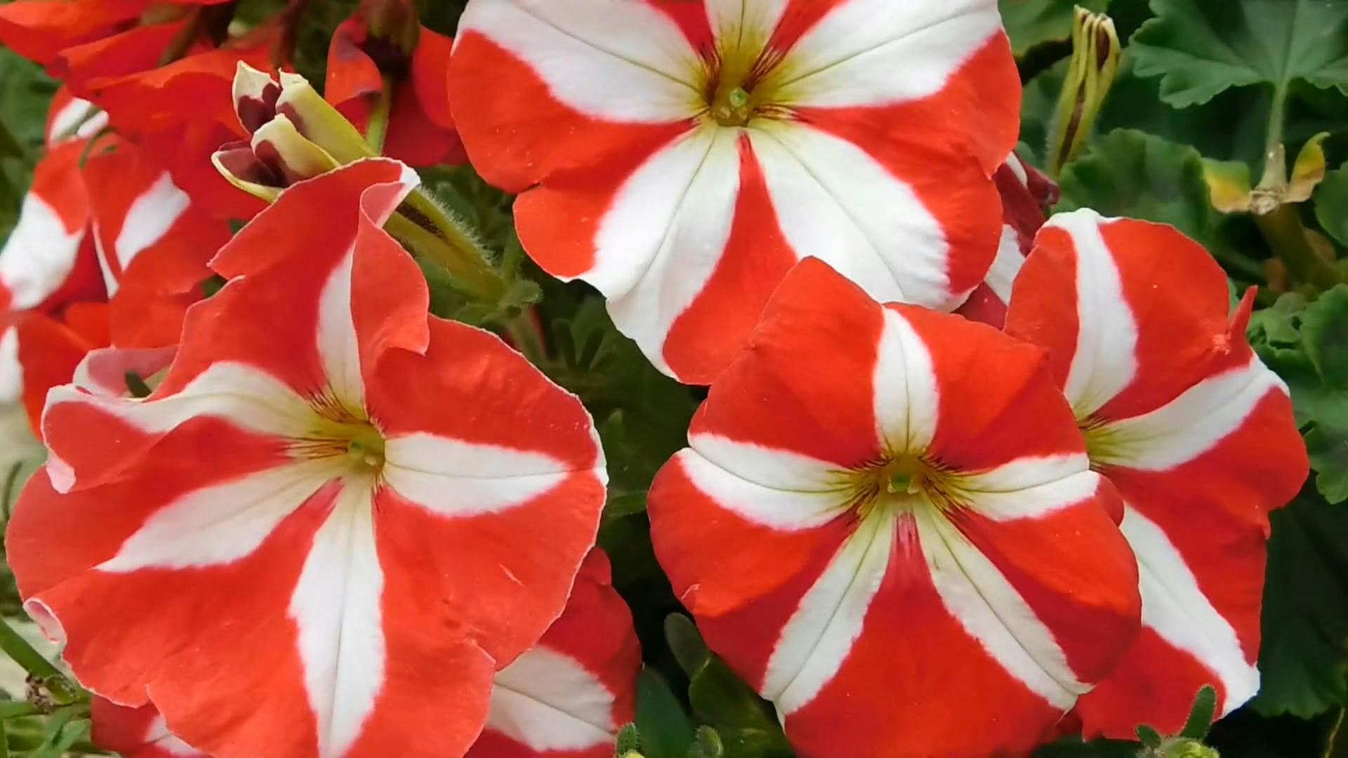 Red and White Striped Flowers · Free Stock Video