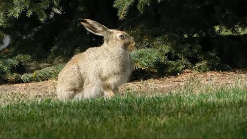 Jackrabbit Belongs to Hare Family
