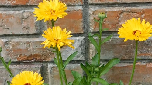 멋진 노란색 꽃
