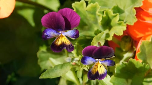 素晴らしい色とりどりの花