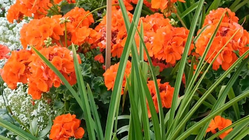 Video De Hermosas Flores Naranjas