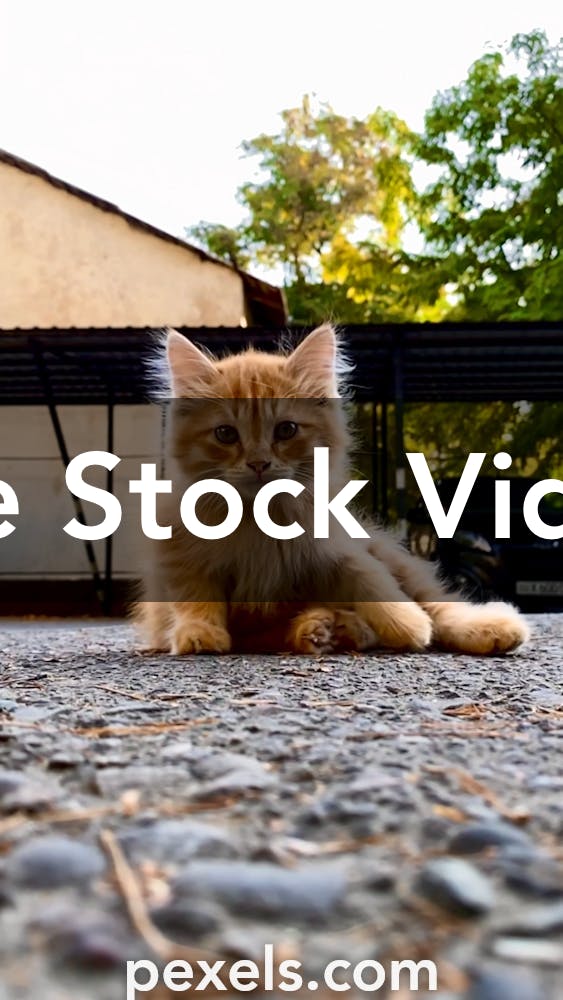 7,012 Cat Meow Stock Video Footage - 4K and HD Video Clips