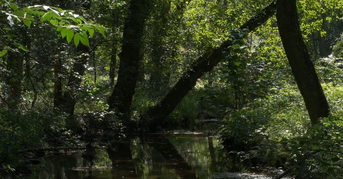 Swamp Stream Swamp in Forest Free Stock Video Footage, Royalty-Free 4K & HD Video Clip