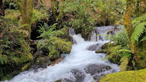 A Brook Flowing over Rocks in a Rainforest 