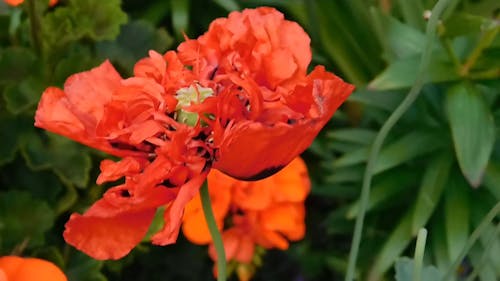  Beautiful Poppy Bloom