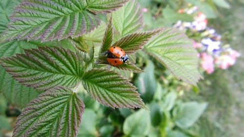 A Cute Ladybug Testing Her Wings