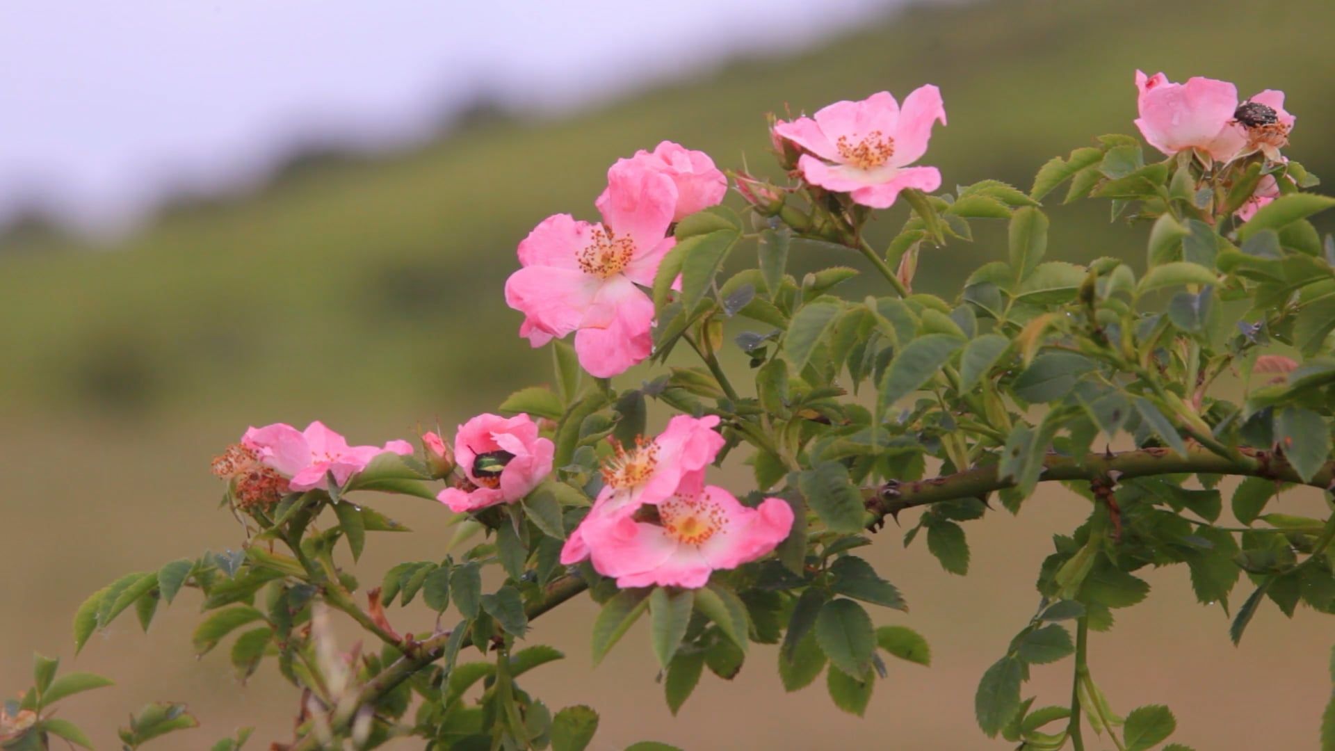 A Branch with Dog Roses in Bloom Free Stock Video Footage, Royalty-Free ...