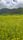 wildflower field