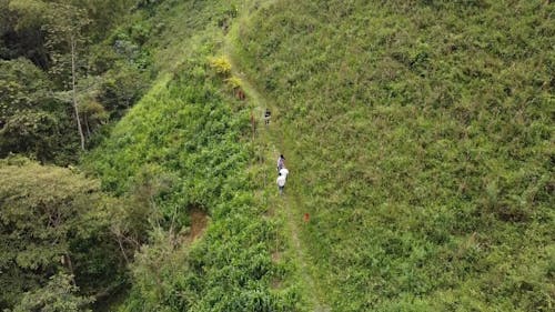 Drone View of a Forested Valley in the Andes