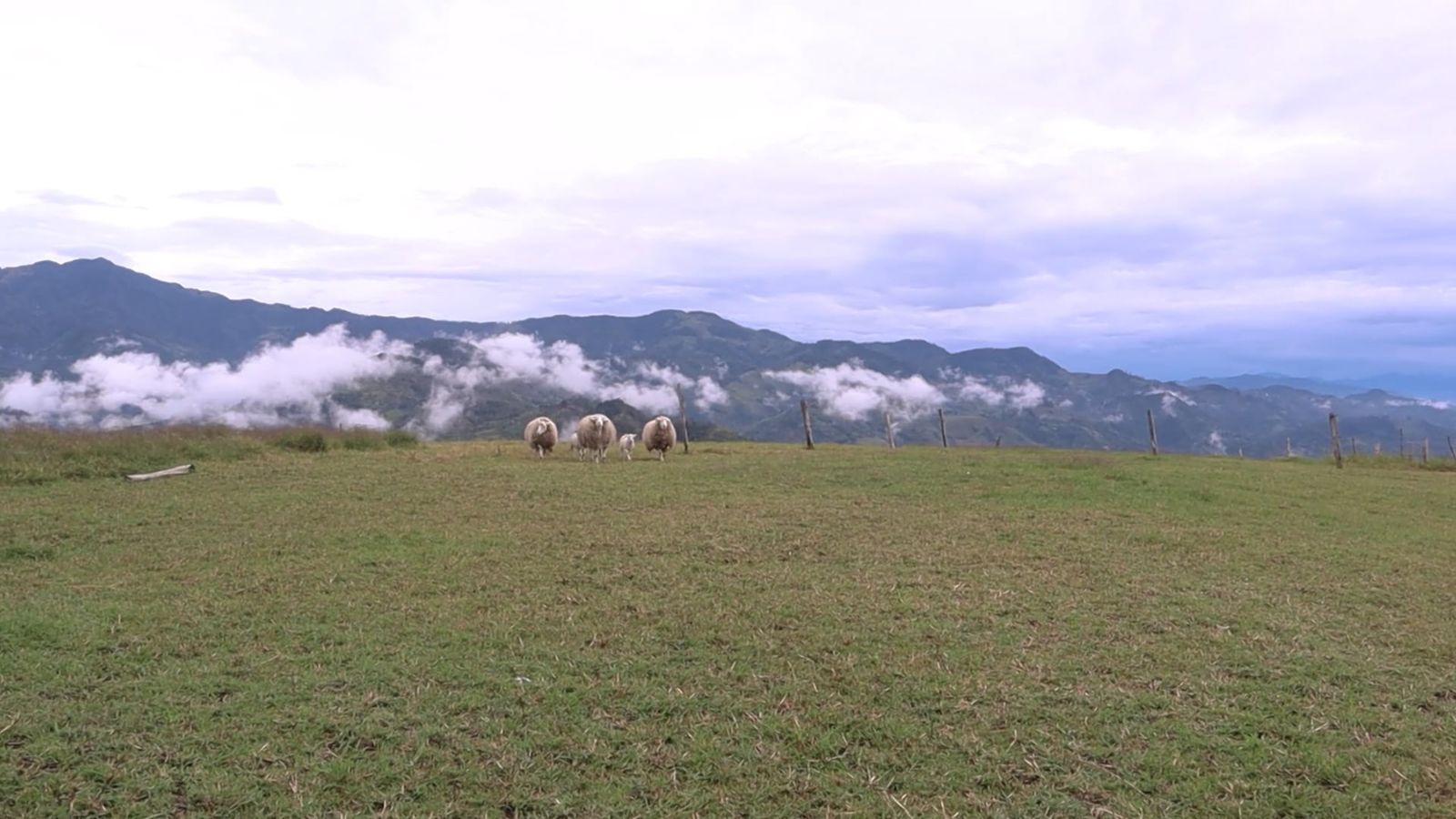 Scenic Pasture with Grazing Sheep Free Stock Video Footage, Royalty ...