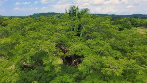 Drone Video of Green Trees in a Rural Landscape