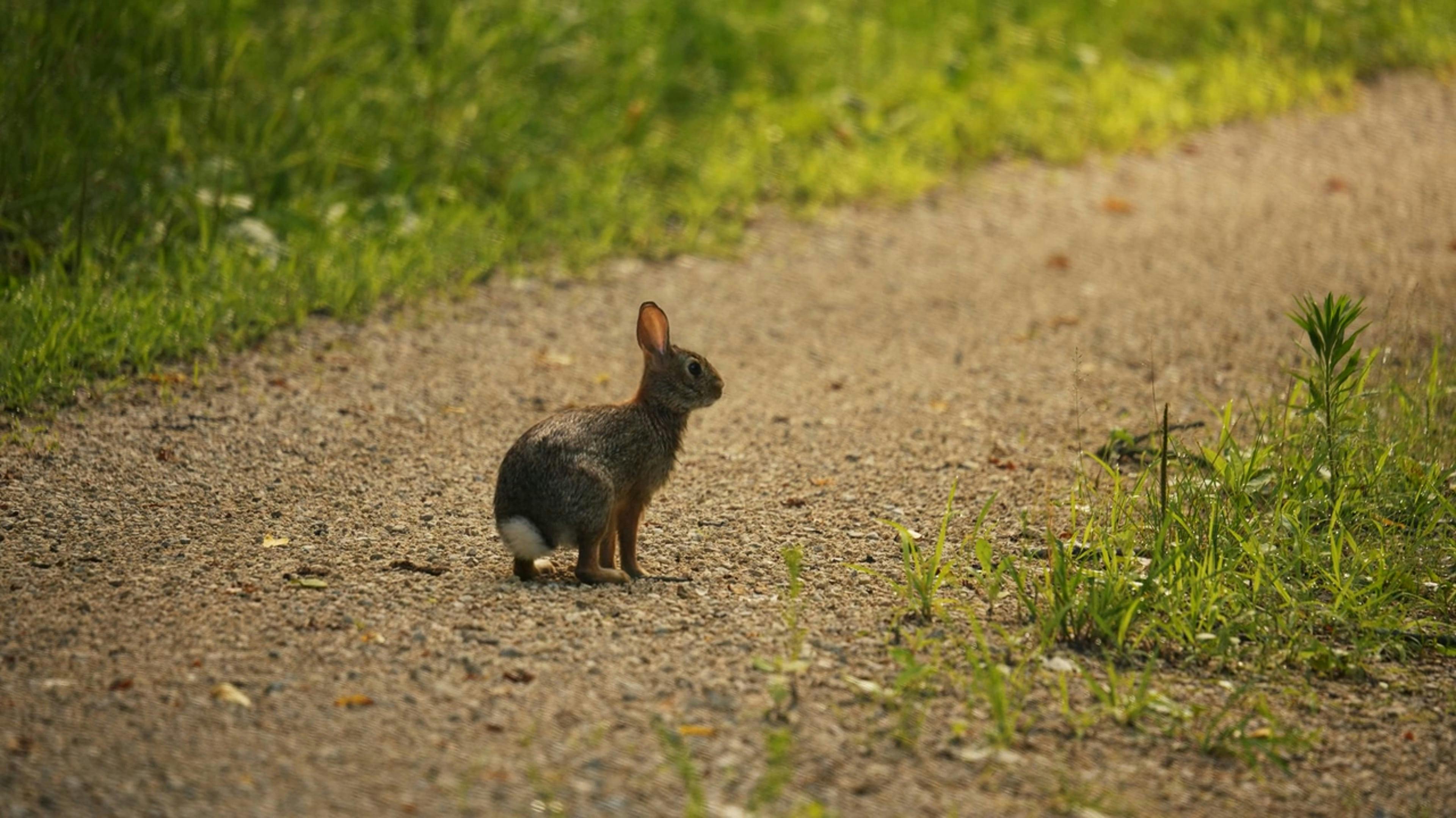 Cautious Rabbit Walking on a Forest Footpath Free Stock Video Footage