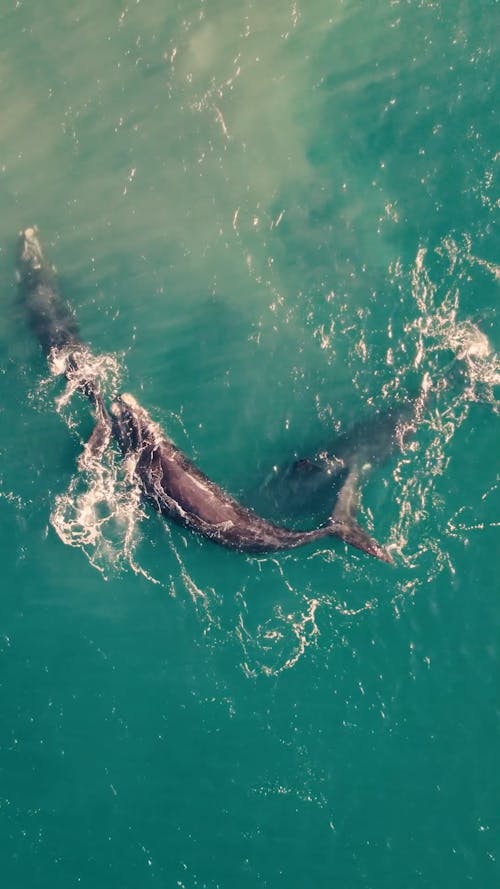 Top View of Whales Swimming in the Sea 