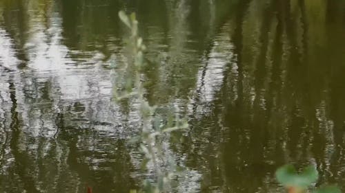 Trees' Reflection In The Water