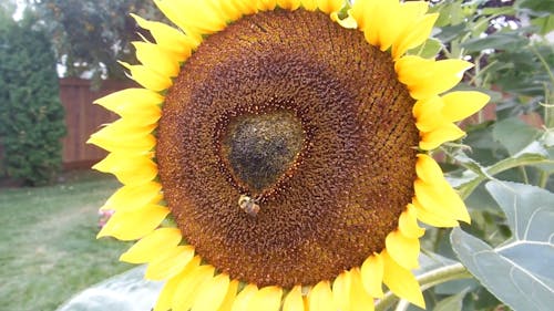 Sunflower And A Bee In The Center