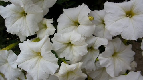 Flores De Campana Blanca