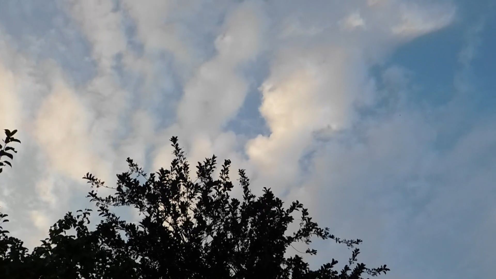 Video by Zuzanna Musial