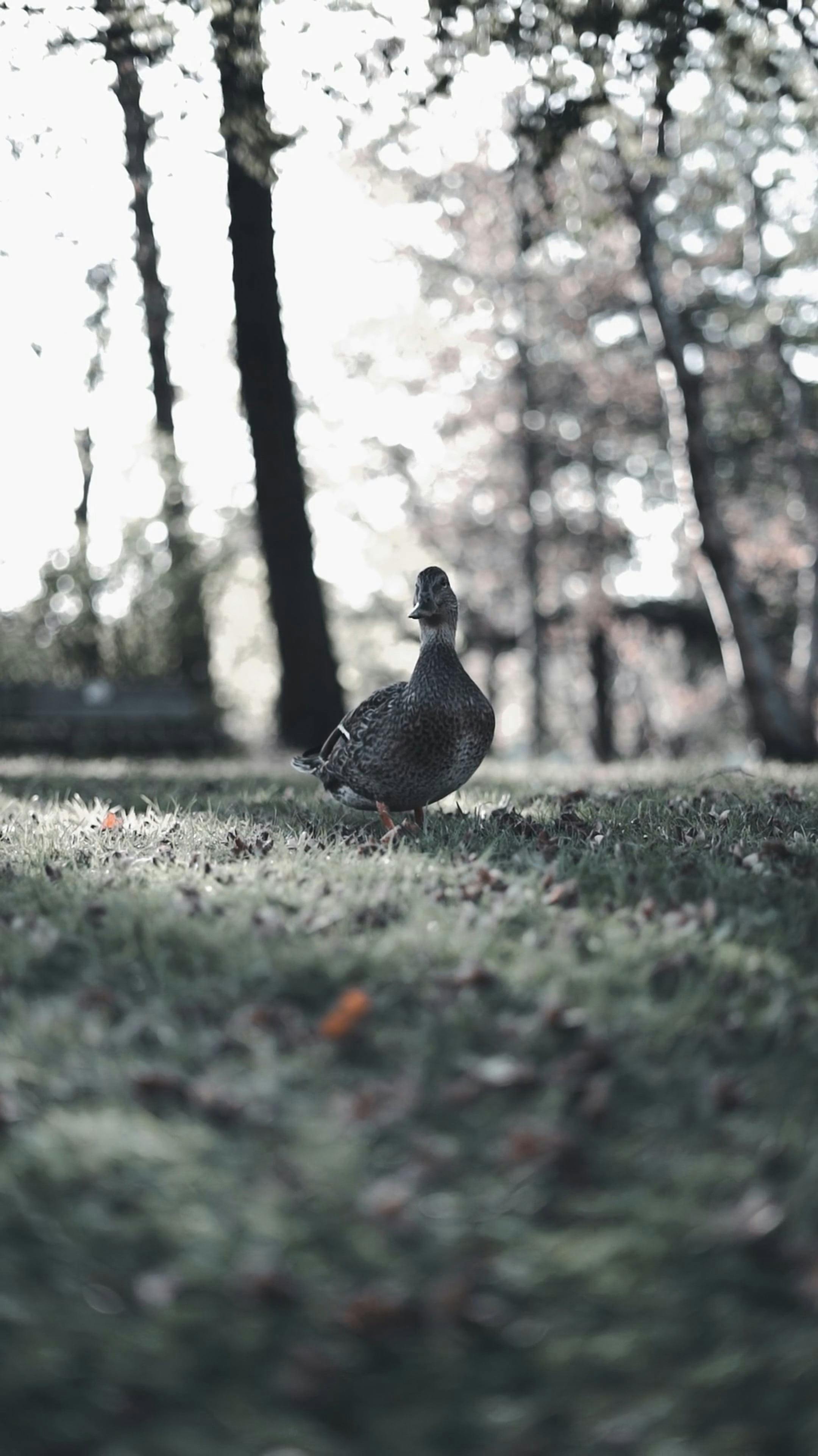 ducks flying from grass 13850342