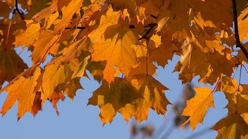 Foliage in Autumn