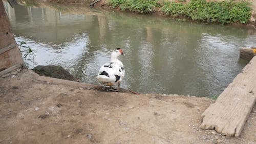 duck going to the waters