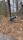 swing