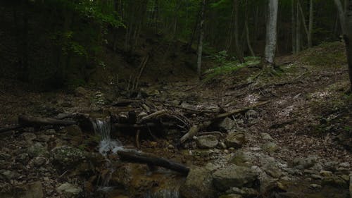 Creek in Woods