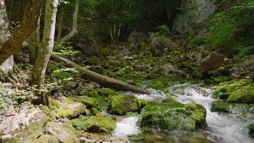 Mossy Rocks and Stream