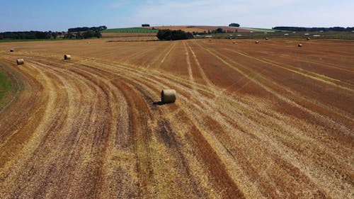 Hay Bales on Field