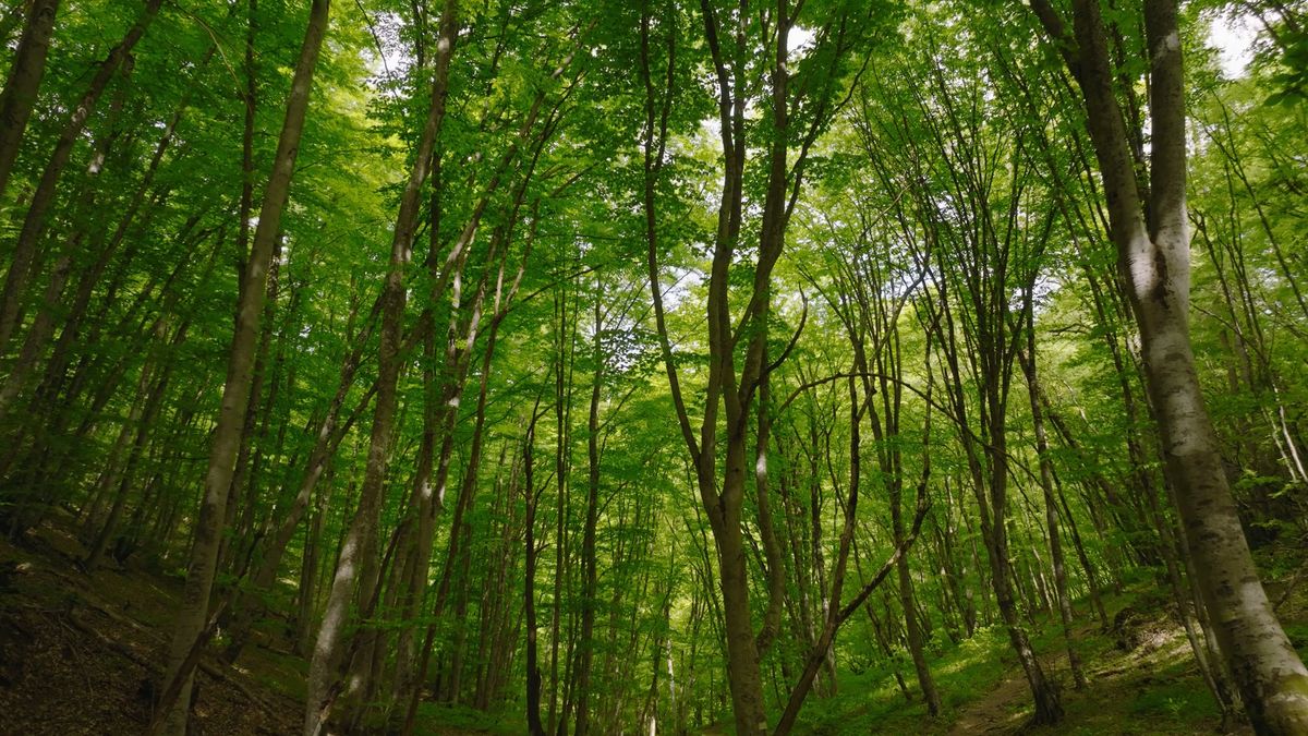 Central Coast tree canopy