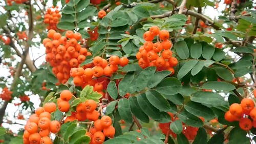 Mountain Ash Tree With Berries