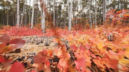 Leaves on Ground in Forest in Autumn