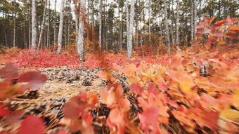 秋视频素材免费下载免费下载免费下载视频素材