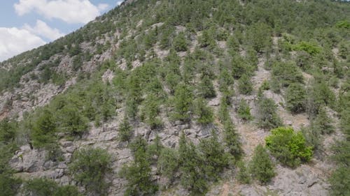 Aerial Footage of Trees on Mountain Slope
