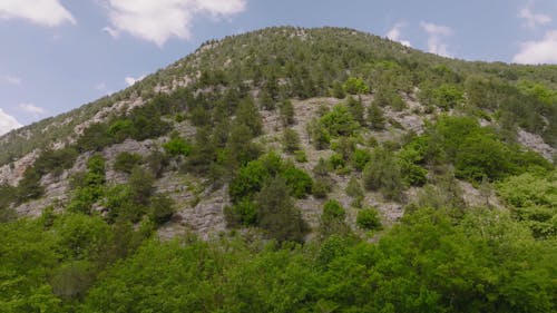 Aerial Footage of Trees on Mountain Slope