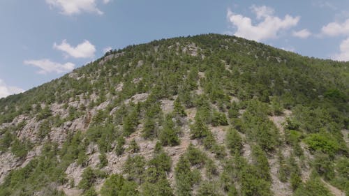 Aerial Footage of Trees on Mountain Slope