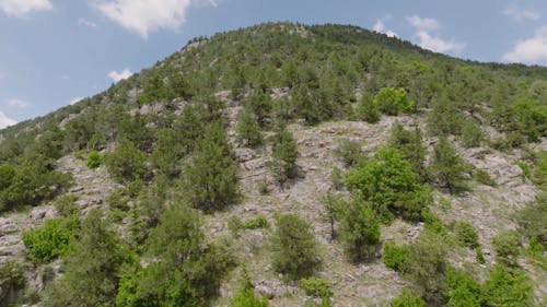 Aerial Footage of Trees on Mountain Slope