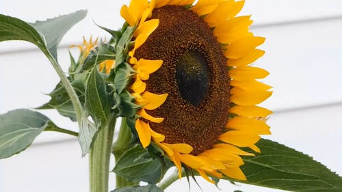 Side View Of A Sunflower