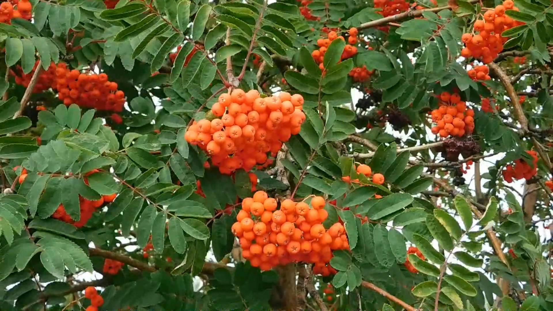 Blooming Mountain Ash Tree · Free Stock Photo