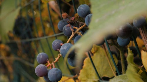 Grapes on Twig